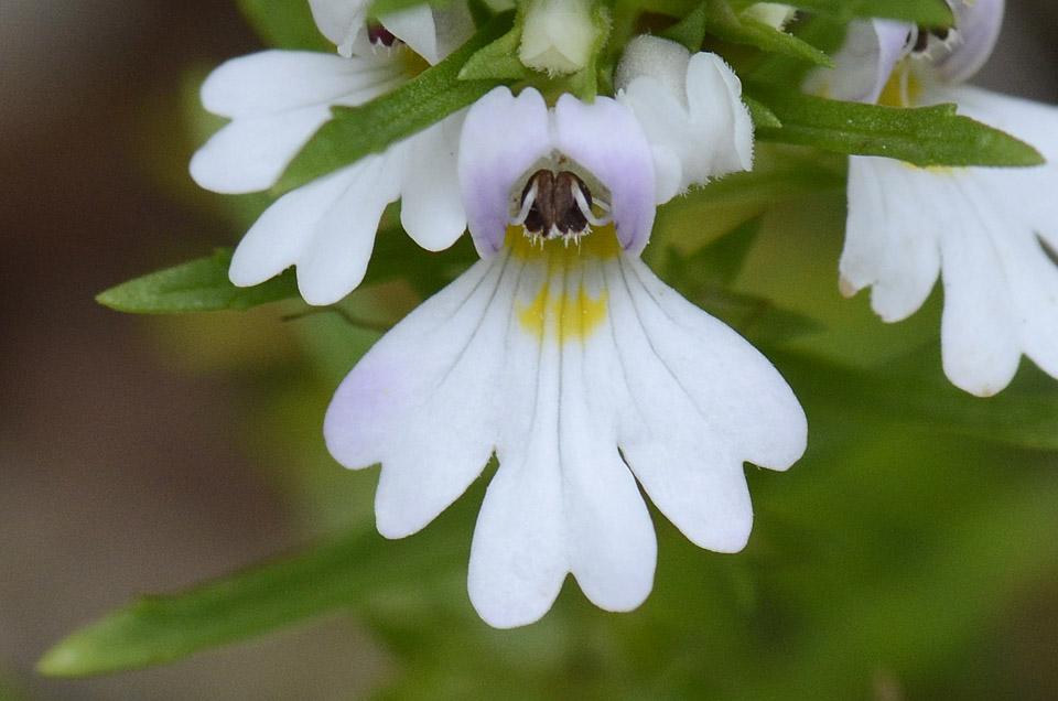 Euphrasia tricuspidata / Eufrasia tricuspidata